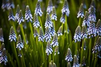 IMG_3981.JPG